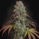 Paradise Seeds Blue Gem semena neobsahují THC 3 ks – Zboží Dáma