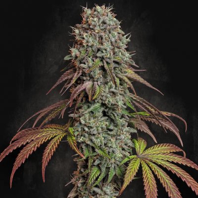 Paradise Seeds Blue Gem semena neobsahují THC 3 ks – Zboží Dáma