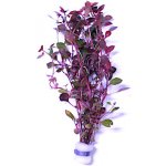 Ludwigia repens super red – Zboží Dáma