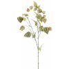 Květina Mochyně - Physalis ovocní spray 'Lahja' zelená V83 cm