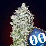 00 seeds Auto 00 Kush 0,3 % THC 3 ks – Zboží Dáma