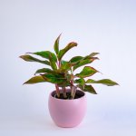 Rozvoz květin: Aglaonema crete - Brno – Zboží Mobilmania