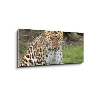 Obraz s hodinami 1D panorama - 120 x 50 cm - focused leopard zaměřený leopard