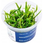 Heteranthera zosterifolia - Kosokvět úzkolistý – Zboží Dáma Heteranthera zosterifolia - Kosokvět úzkolistý – Zboží Dáma