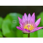 WEBLUX 100962988 Fototapeta papír Beautiful lotus bloom bright Krásný lotus kvetou jasně rozměry 360 x 266 cm – Hledejceny.cz