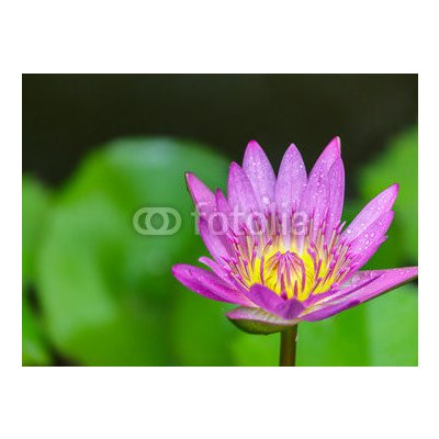 WEBLUX 100962988 Fototapeta papír Beautiful lotus bloom bright Krásný lotus kvetou jasně rozměry 360 x 266 cm – Hledejceny.cz