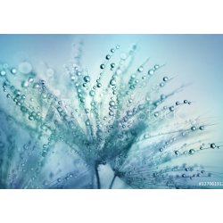 WEBLUX Fototapeta papír Dandelion Seeds in the drops of dew on a beautiful blurred background. Dandelions on a beautiful blue background. Drops of dew sparkle on the dand 184 x 128 cm