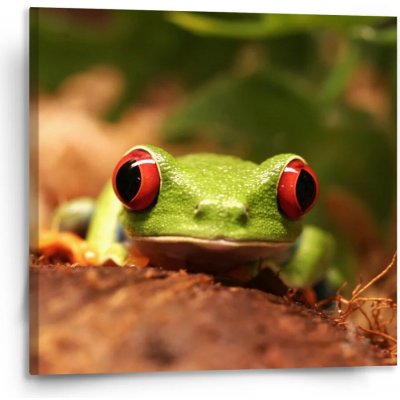 Sablio Obraz Zelená žába - 110x110 cm – Hledejceny.cz
