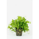 Hydrocotyle japan – Zboží Dáma