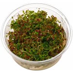 Ludwigia Super Red – Hledejceny.cz