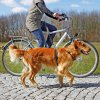 Potřeby pro cestování se psem Trixie vodítko na kolo a jogging 100-200 x 2,5 cm