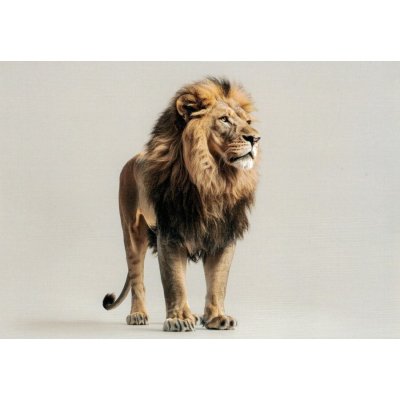 Pohlednice Lev 2 – Zboží Dáma