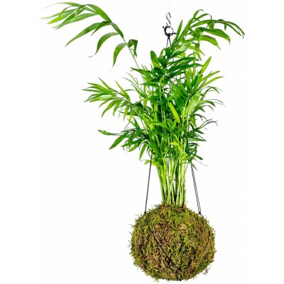 Gardners Kokedama Chamaedorea elegans (S) Chamedorea sličná, Palma horská, Oštěpuška nádherná 1 ks – Zboží Dáma