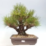 e-bonsai Venkovní bonsai - Pinus thunbergii - Borovice thunbergova – Hledejceny.cz