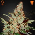 Green House Seed Super Silver Haze semena neobsahují THC 1 + 1 ks Chemdog – Zboží Mobilmania