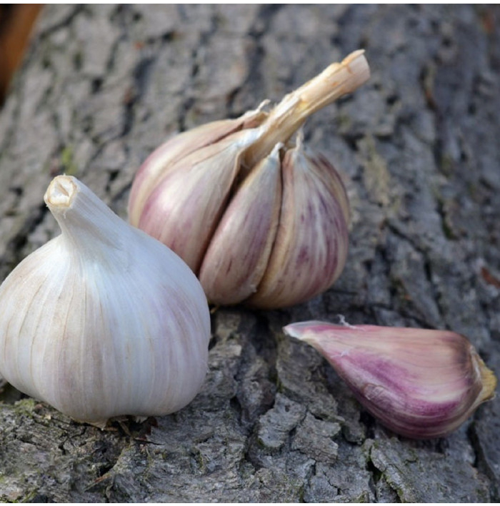 Sadbový česnek Rusinka - Allium sativum - paličák - 1 balení