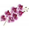 Květina Orchidej Phalaenopsis 77 cm, tmavě fialový