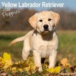 Yellow Labrador Puppies Square Dog Puppy Breed Wall 16 Month 2024 – Hledejceny.cz