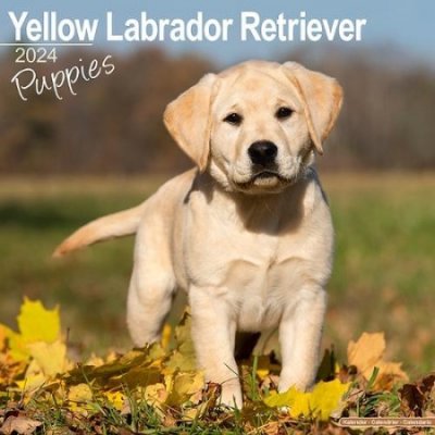 Yellow Labrador Puppies Square Dog Puppy Breed Wall 16 Month 2024 – Zboží Mobilmania