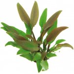 Cryptocoryne lutea - Kryptokoryna Walkerova – Zboží Dáma