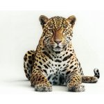 Pohlednice Jaguár – Zboží Dáma