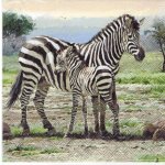 Ubrousek 33 x 33 cm ZEBRY – Zboží Mobilmania