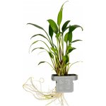 Cryptocoryne x willisii – Hledejceny.cz