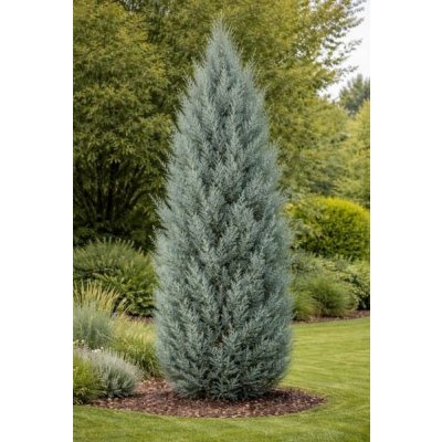 Cupressus arizonica 'Fastigiata' Prodejní velikost: 200/250, Velikost hrnku: 25 l – Zboží Mobilmania