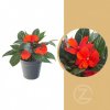 Květina Netýkavka balzamína, Impatiens New Guinea, červená, průměr květináče 10 - 12 cm