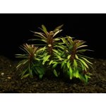 Eustralis stellata - Eustralka hvězdicovitá – Hledejceny.cz