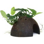 Anubias barteri var. Nana na kokosu – Hledejceny.cz
