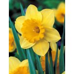Narcis CARLTON - narcissus – Hledejceny.cz