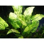 Echinodorus Marble Queen - Šípatkovec Marble Queen – Sleviste.cz