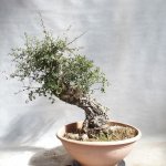 e-bonsai venkovní bonsai Quercus suber - Korkový dub – Zboží Dáma