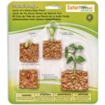 SAFARI Životní cyklus Zelená fazole – Hledejceny.cz