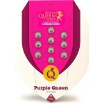 Royal Queen Seeds Purple Queen semena neobsahují THC 10 ks – Hledejceny.cz