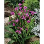 Orchidej vzpřímená 'Striata pink' 1 ks – Zboží Dáma
