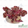 Akvarijní rostlina I--Z Alternanthera rosaefolia - Plevuňka růžolistá