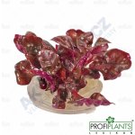 Alternanthera rosaefolia - Plevuňka růžolistá