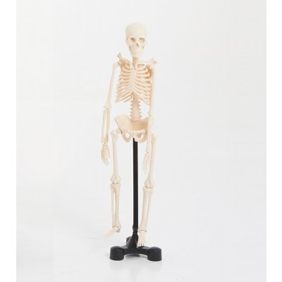 EDU QI Kostra malá Mini skeleton 46cm
