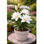 Lilie 'Roselily Cecilia®' 1 ks – Zboží Dáma