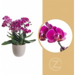 Orchidej Můrovec, Phalaenopsis multiflora Bellissimo, vícevýhonová, tmavě růžová – Hledejceny.cz