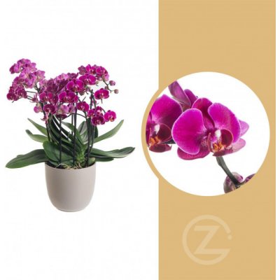 Orchidej Můrovec, Phalaenopsis multiflora Bellissimo, vícevýhonová, tmavě růžová – Hledejceny.cz