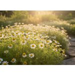 SEMO Heřmánek lékařský 0,7 g – Sleviste.cz