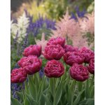 Tulipán 'Margarita' 5 ks – Zboží Dáma