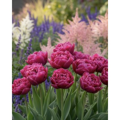 Tulipán 'Margarita' 5 ks – Zboží Dáma