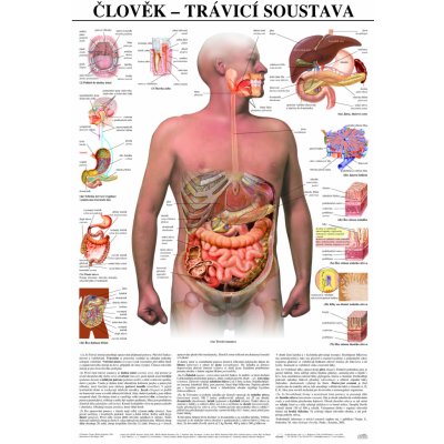 SCIENTIA Trávicí soustava člověka - anatomický plakát – Zboží Mobilmania