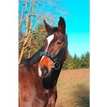 Covalliero Kožený lonžovací obnosek černý – Zboží Dáma