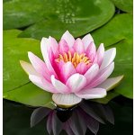 Nymphaea ‘Attraction’ – košík 11x11 cm – Zboží Dáma