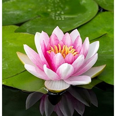Nymphaea ‘Attraction’ – košík 11x11 cm – Zboží Dáma
